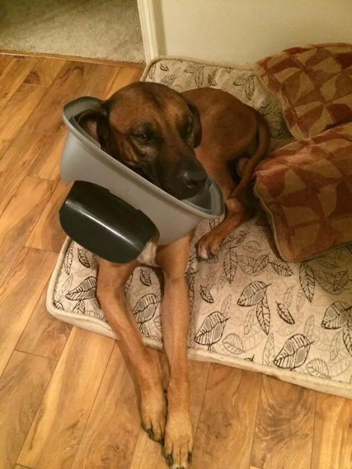 Just A Dog Who Is Just Minding His Own Business And Definitely Has No Idea Who Got Into The Trash
