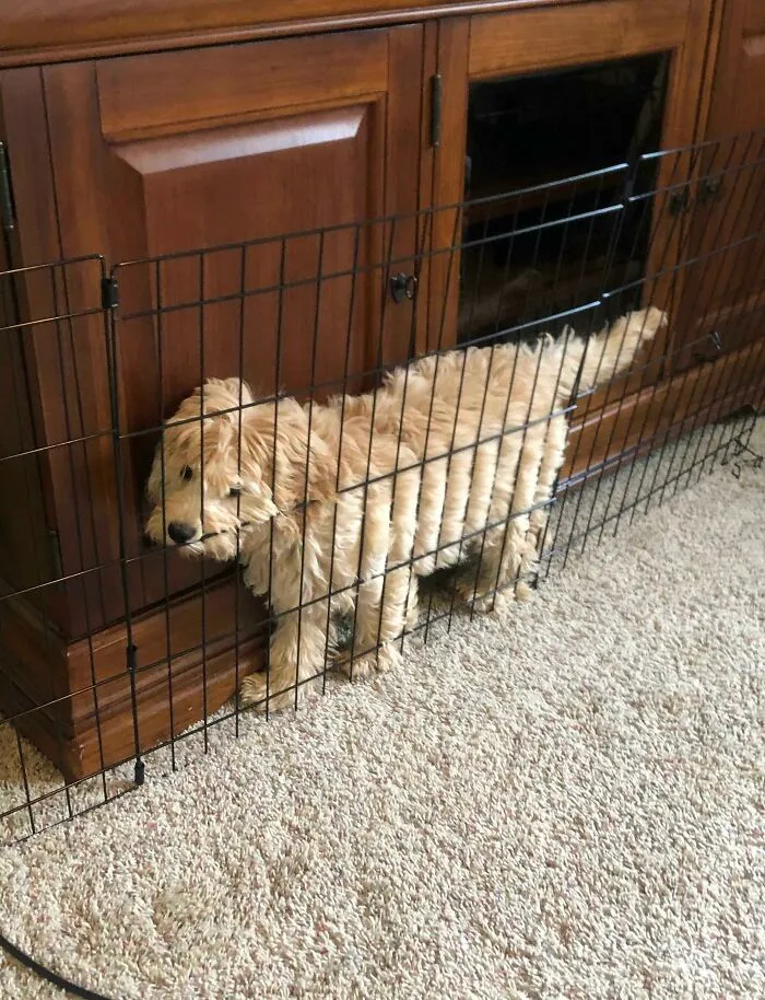 Our 3.5 Month Old Puppy Has Become Quite The Escape Artist. Caught Her Stuck In This Failed Attempt Today