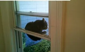 92 Funny Photos Of Animals Stuck In The Most Random Places Waiting Helplessly For Assistance