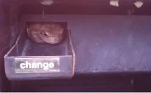 92 Funny Photos Of Animals Stuck In The Most Random Places Waiting Helplessly For Assistance