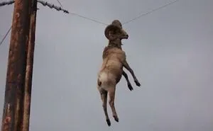 92 Funny Photos Of Animals Stuck In The Most Random Places Waiting Helplessly For Assistance