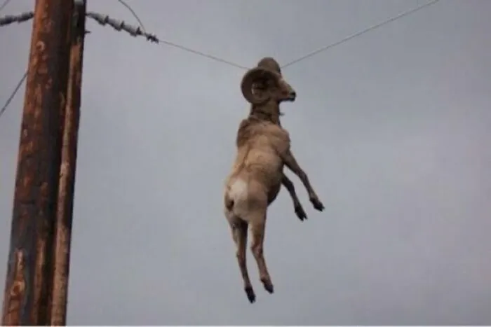 How The Hell Did He Get Up There?