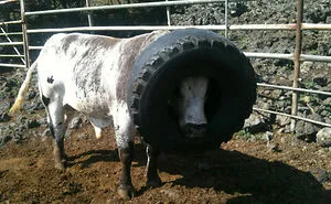 92 Funny Photos Of Animals Stuck In The Most Random Places Waiting Helplessly For Assistance