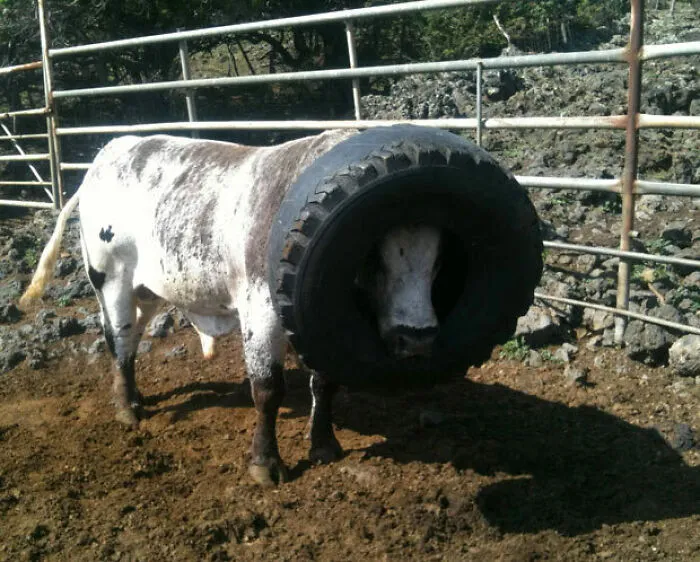 Seriously, Cow?