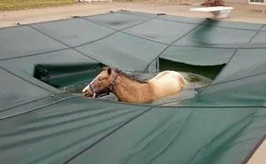 92 Funny Photos Of Animals Stuck In The Most Random Places Waiting Helplessly For Assistance