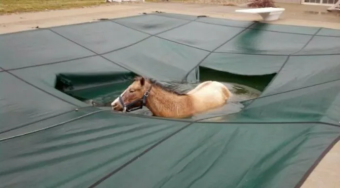 Horse In A Pool