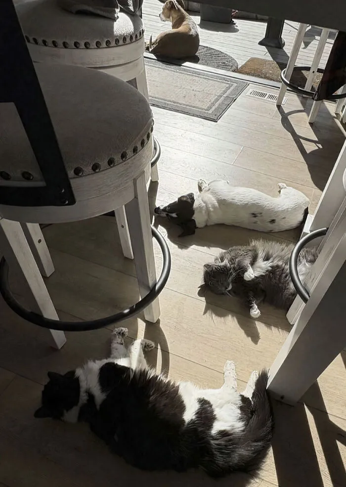 Rare Joint Council Meeting