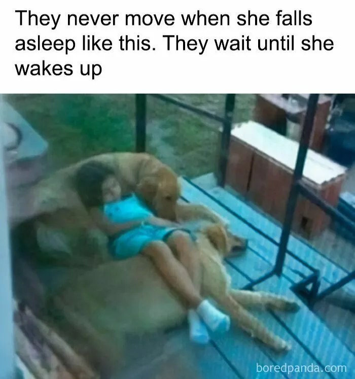 134 Memes That Make A Strong Case For Animals Being The Funniest Part Of The Internet