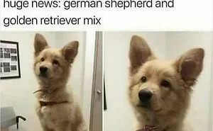 134 Memes That Make A Strong Case For Animals Being The Funniest Part Of The Internet