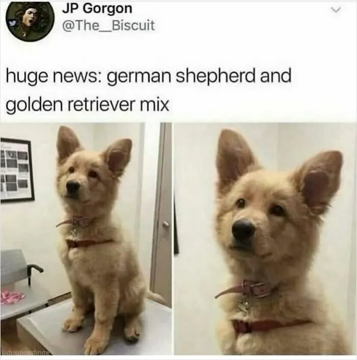 Fun-Animal-Memes