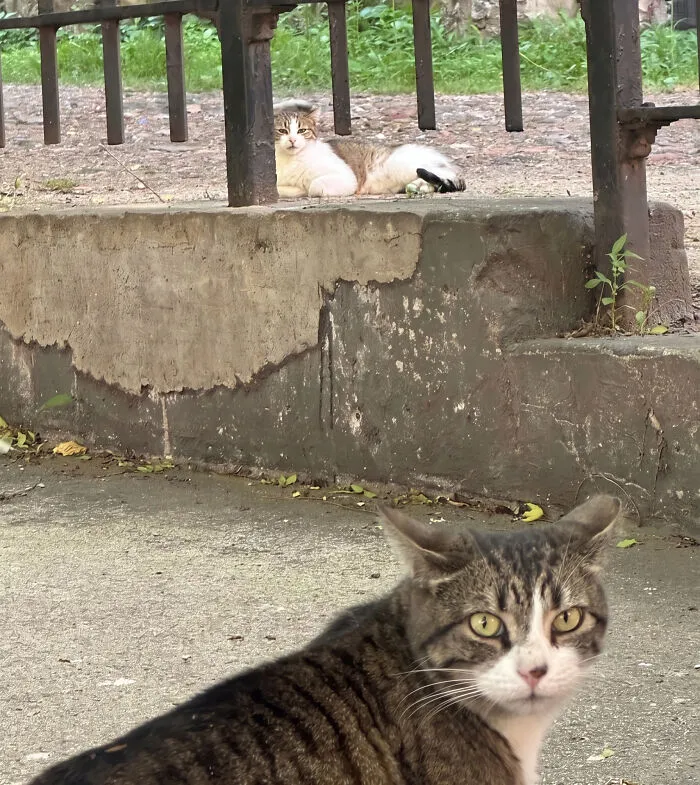 Hanging With My Building’s Backyard Denizens