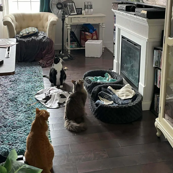 The Council Session Was Interrupted By Some Breaking News On Birb TV