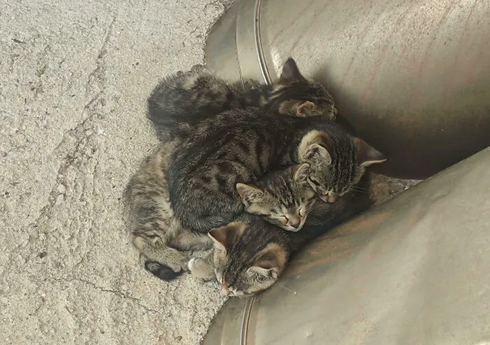 Cat Plasma