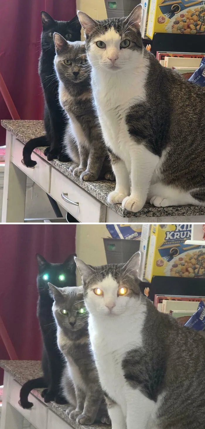 The Council Gave Me A Fright, Pretty Sure I Did Something Wrong
