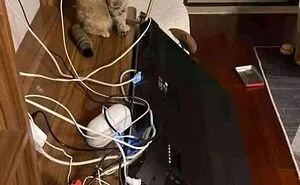 This Page Shared 40 Photos Of Cats Caught In Situations That Often Make No Sense