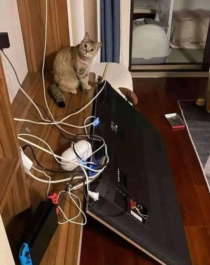 This Page Shared 40 Photos Of Cats Caught In Situations That Often Make No Sense