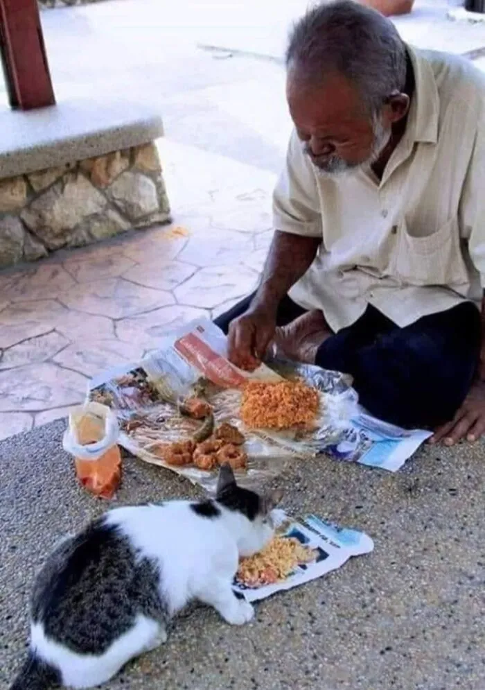 This Page Shared 40 Photos Of Cats Caught In Situations That Often Make No Sense