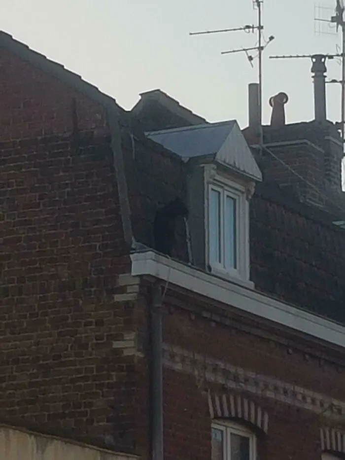 There's Literally A Panther On My Neighbors Rooftop