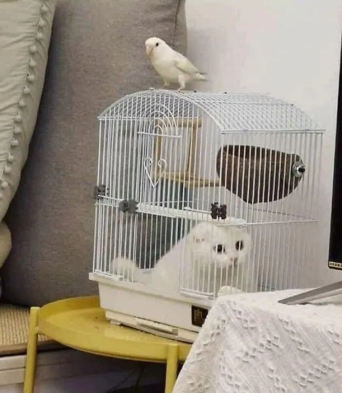 This Page Shared 40 Photos Of Cats Caught In Situations That Often Make No Sense