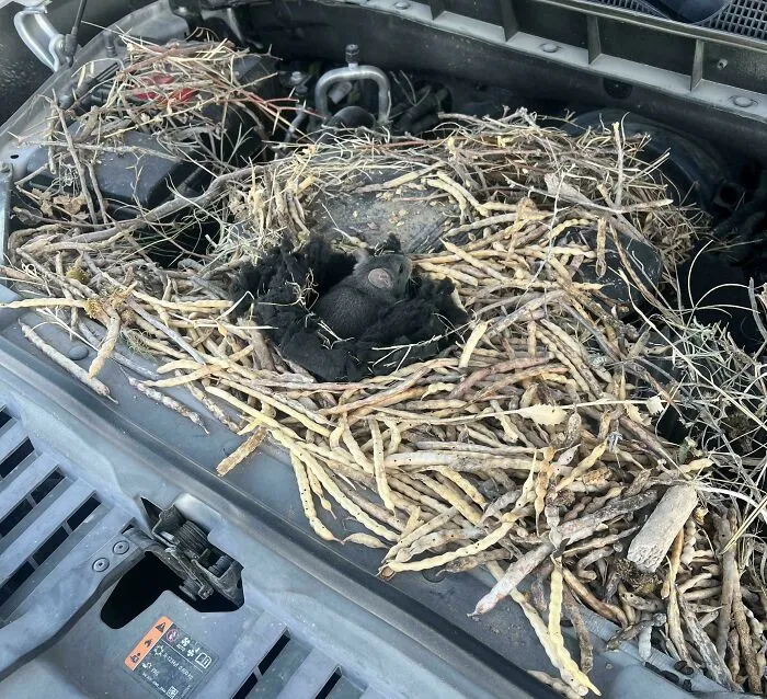 Opened The Hood Of My Truck To Change The Battery Out Only To Find This Free Loader