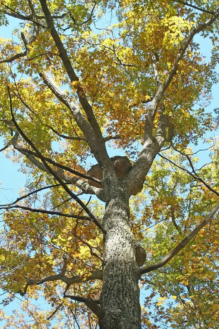 How The Hell Did A 400lb Rock End Up Wedged In The Top Of This Tree?!