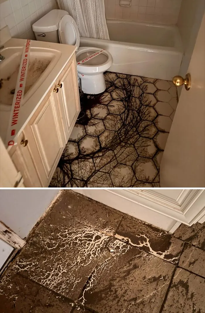 Truly bizarre bathroom floor covered in mold and a winterized toilet, showing things people had to take a photo of.
