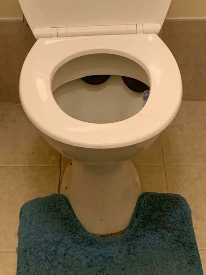 Just Another Day Down Under... My Mums Partner Found This Brown Snake Under His Toilet Lid