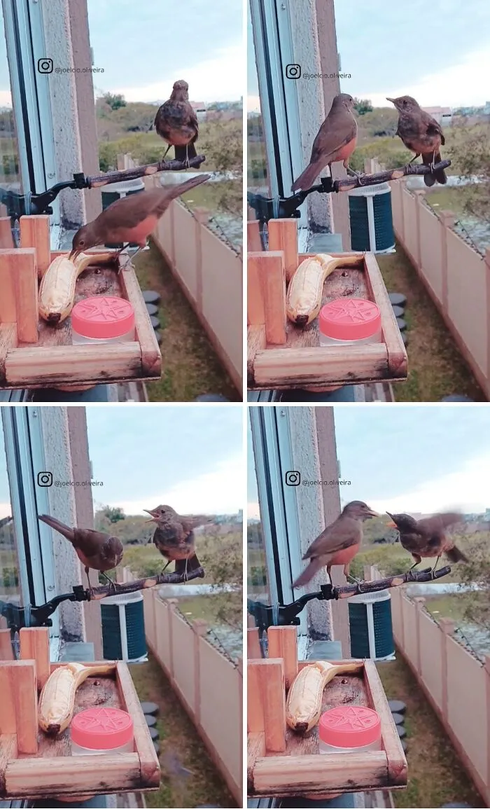 This Man Created A Little “Bird Canteen” By His Window, And 21 Photos Show Who Stopped By