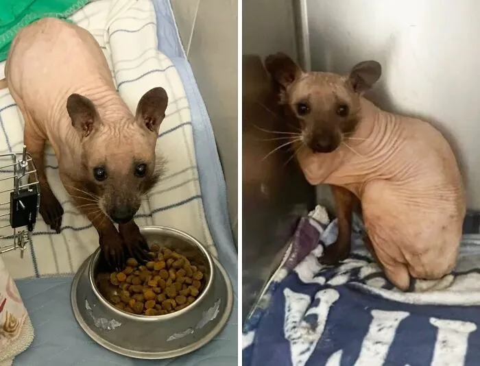 Hairless Raccoon