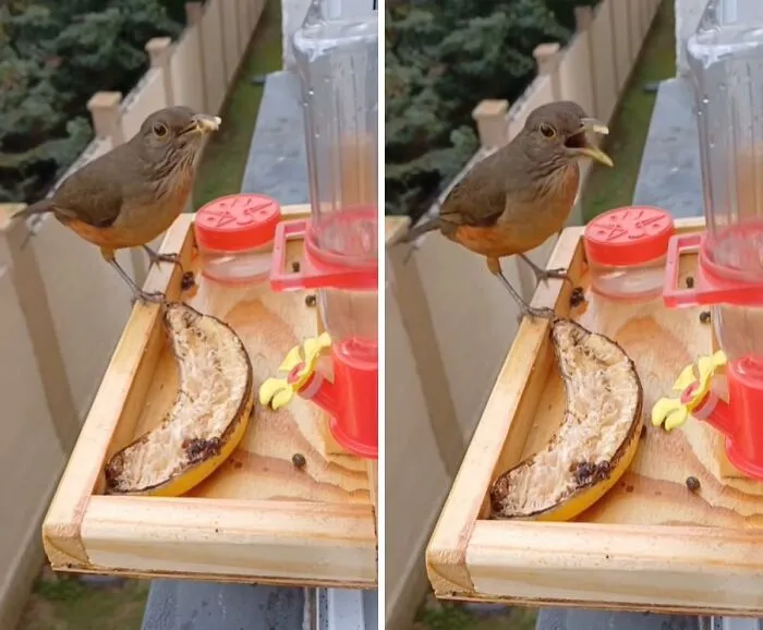 This Man Created A Little “Bird Canteen” By His Window, And 21 Photos Show Who Stopped By