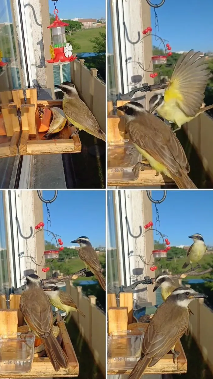This Man Created A Little “Bird Canteen” By His Window, And 21 Photos Show Who Stopped By