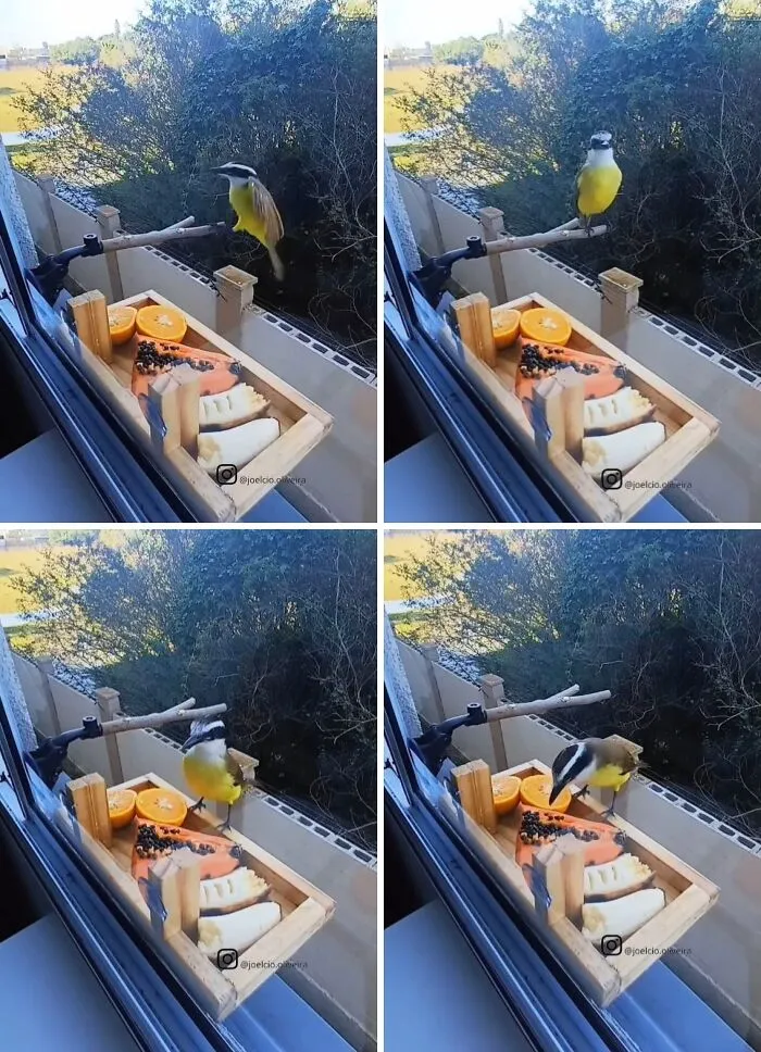 This Man Created A Little “Bird Canteen” By His Window, And 21 Photos Show Who Stopped By