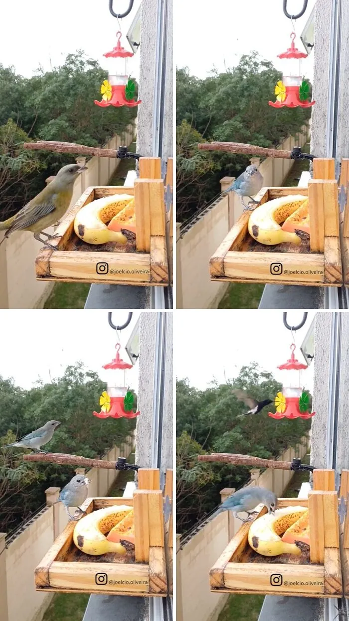 This Man Created A Little “Bird Canteen” By His Window, And 21 Photos Show Who Stopped By