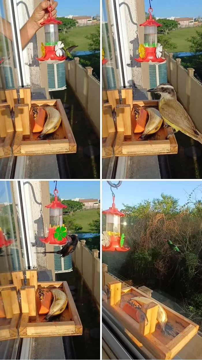 This Man Created A Little “Bird Canteen” By His Window, And 21 Photos Show Who Stopped By