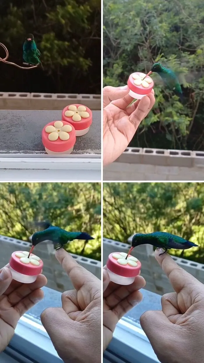 This Man Created A Little “Bird Canteen” By His Window, And 21 Photos Show Who Stopped By