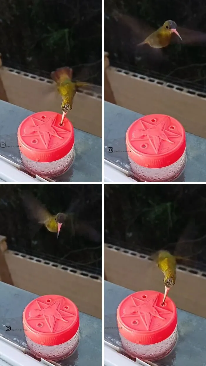 This Man Created A Little “Bird Canteen” By His Window, And 21 Photos Show Who Stopped By
