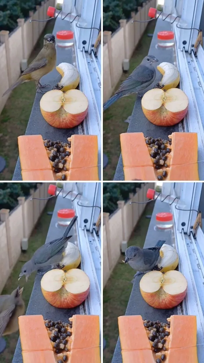 This Man Created A Little “Bird Canteen” By His Window, And 21 Photos Show Who Stopped By