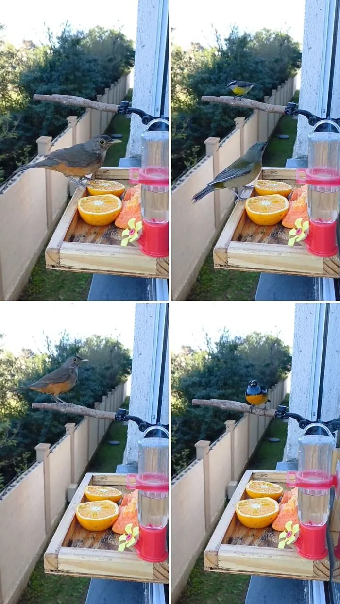 This Man Created A Little “Bird Canteen” By His Window, And 21 Photos Show Who Stopped By