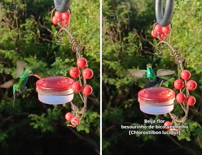 This Man Created A Little “Bird Canteen” By His Window, And 21 Photos Show Who Stopped By