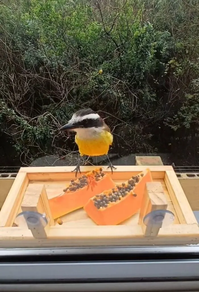 This Man Created A Little “Bird Canteen” By His Window, And 21 Photos Show Who Stopped By