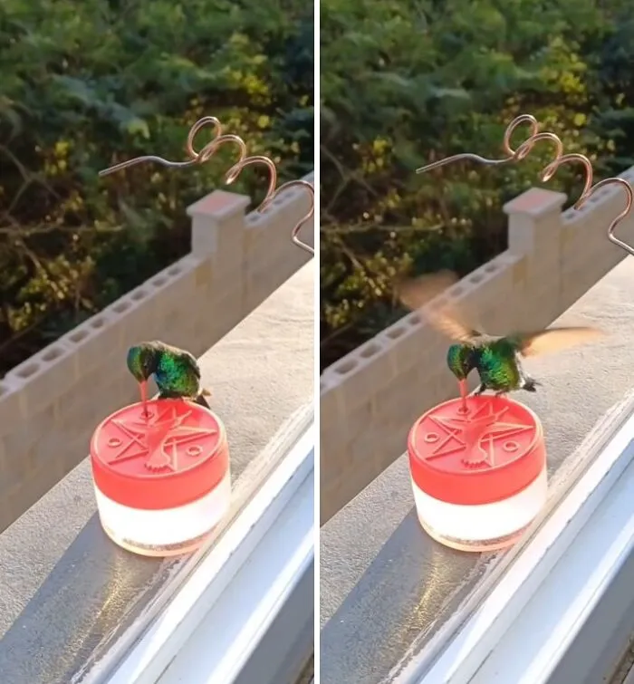 This Man Created A Little “Bird Canteen” By His Window, And 21 Photos Show Who Stopped By