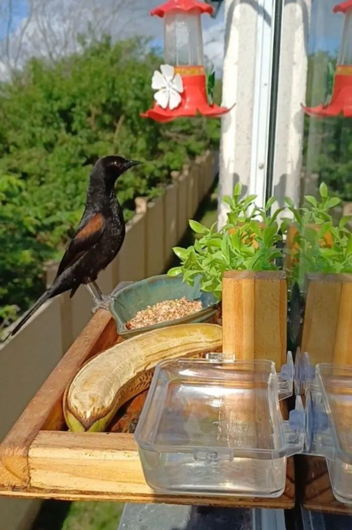 This Man Created A Little “Bird Canteen” By His Window, And 21 Photos Show Who Stopped By