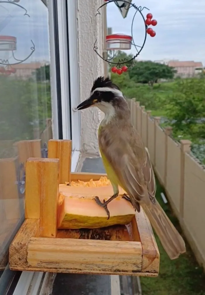 This Man Created A Little “Bird Canteen” By His Window, And 21 Photos Show Who Stopped By
