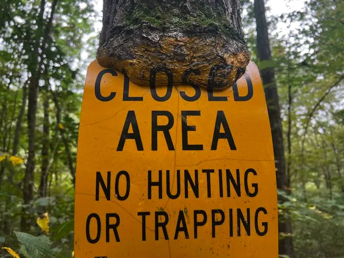 This Tree Grew Over The Sign, But Under The Paint