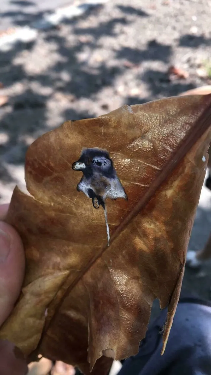 Bird poop on a leaf looks exactly like a tiny bird, amazing times something synced just right.