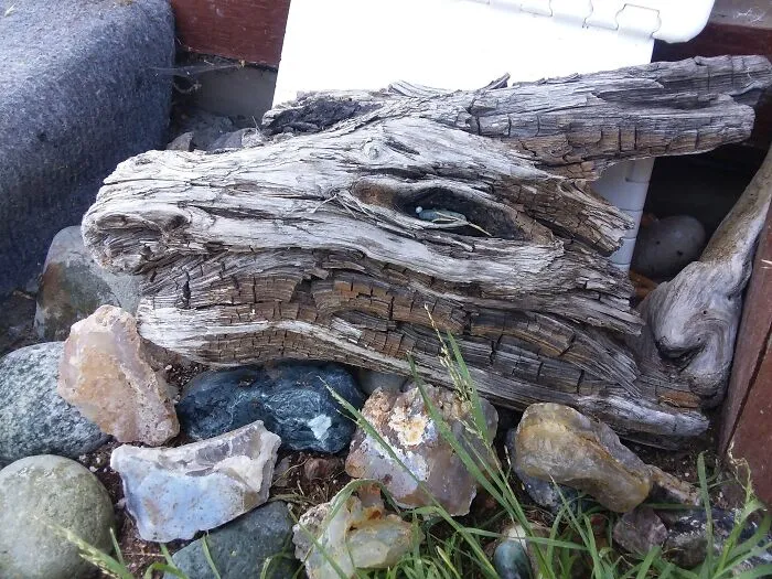 I Found A Piece Of Driftwood That Looks Like A Dragon's Head