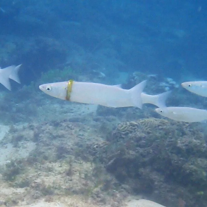 An amazing underwater moment, a fish with a gold ring around its body, perfectly synced with its surroundings.