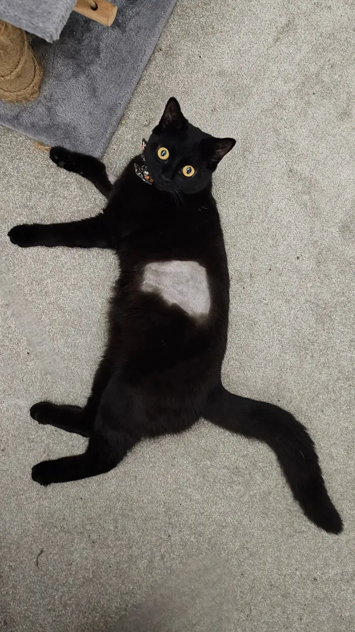 An unhinged image of a black cat lying on its back, revealing a shaved belly, with wide, surprised eyes.