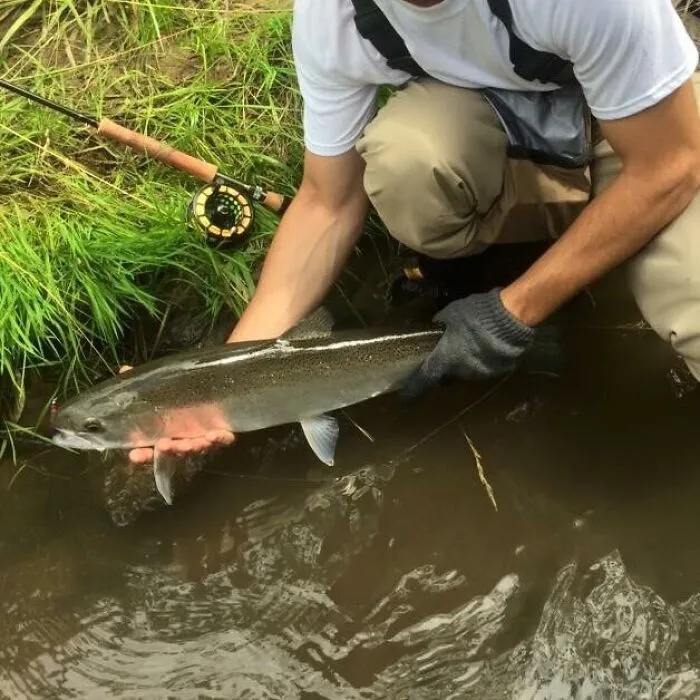 An unhinged image of a person holding a large fish over muddy water, with a fishing rod nearby.
