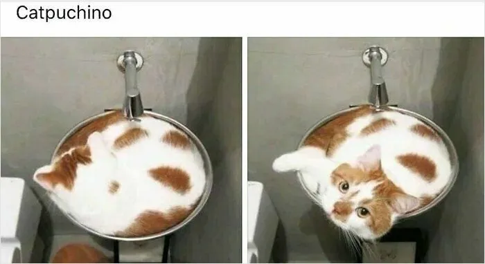 Forbidden Cappuccino
